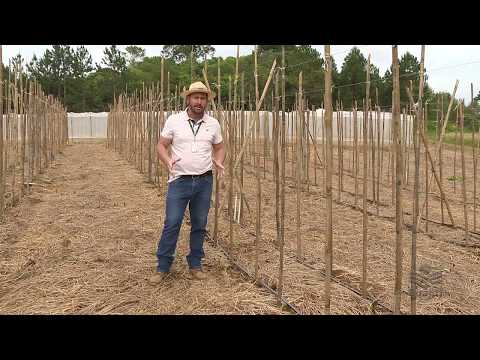 Vídeo: Plantando Um Tomate Em Terreno Aberto