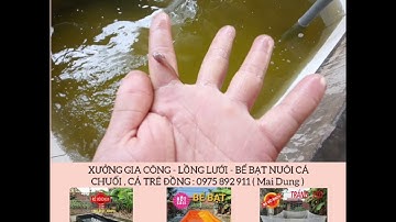 Bán cá chuối hoa , cá trê đồng - 0975 892 911 ( bắc ninh ) ship toàn miền bắc