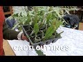 Get gardening get your fill of an epiphyllum cacti cuttings