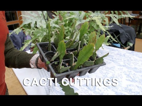 Get Gardening: Get Your Fill Of An Epiphyllum