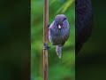 An You Guess The Bird That S Calling In The Video Nikkor180 600 Short Wildlife Youtubeshorts 