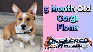 5 Month Old Corgi (Fiona) | Puppy Transformation | Board & Train | OLK9DE