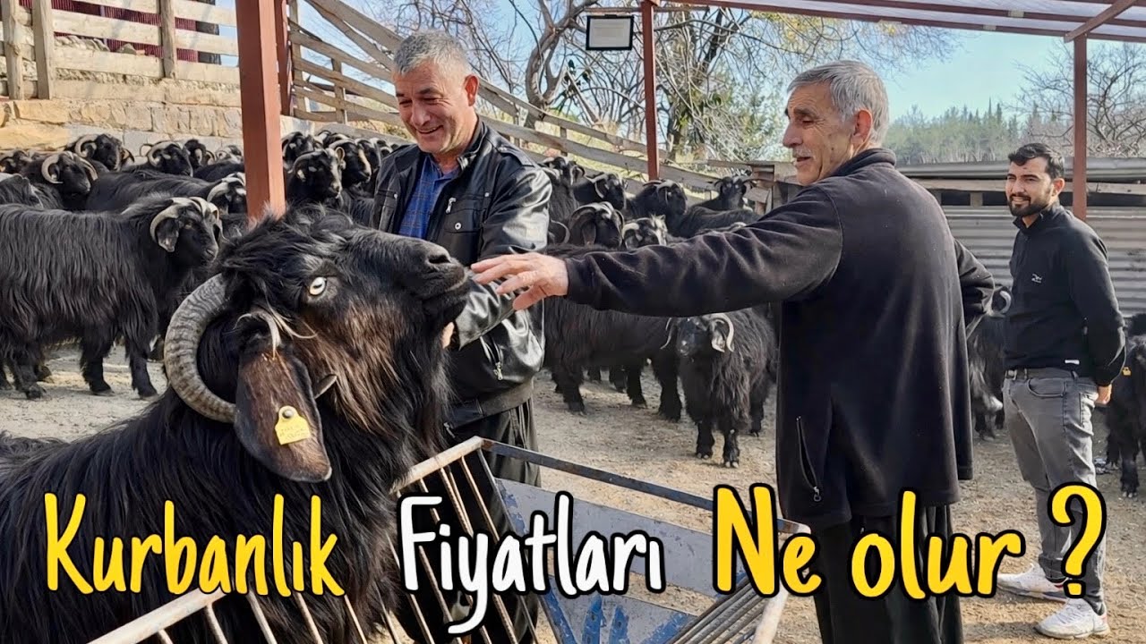 2026’da Kurbanlık Almak Hayal mi Olacak? İşte Fiyat Tahminleri