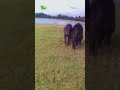 Water Babies: Adorable Baby Elephants at Play