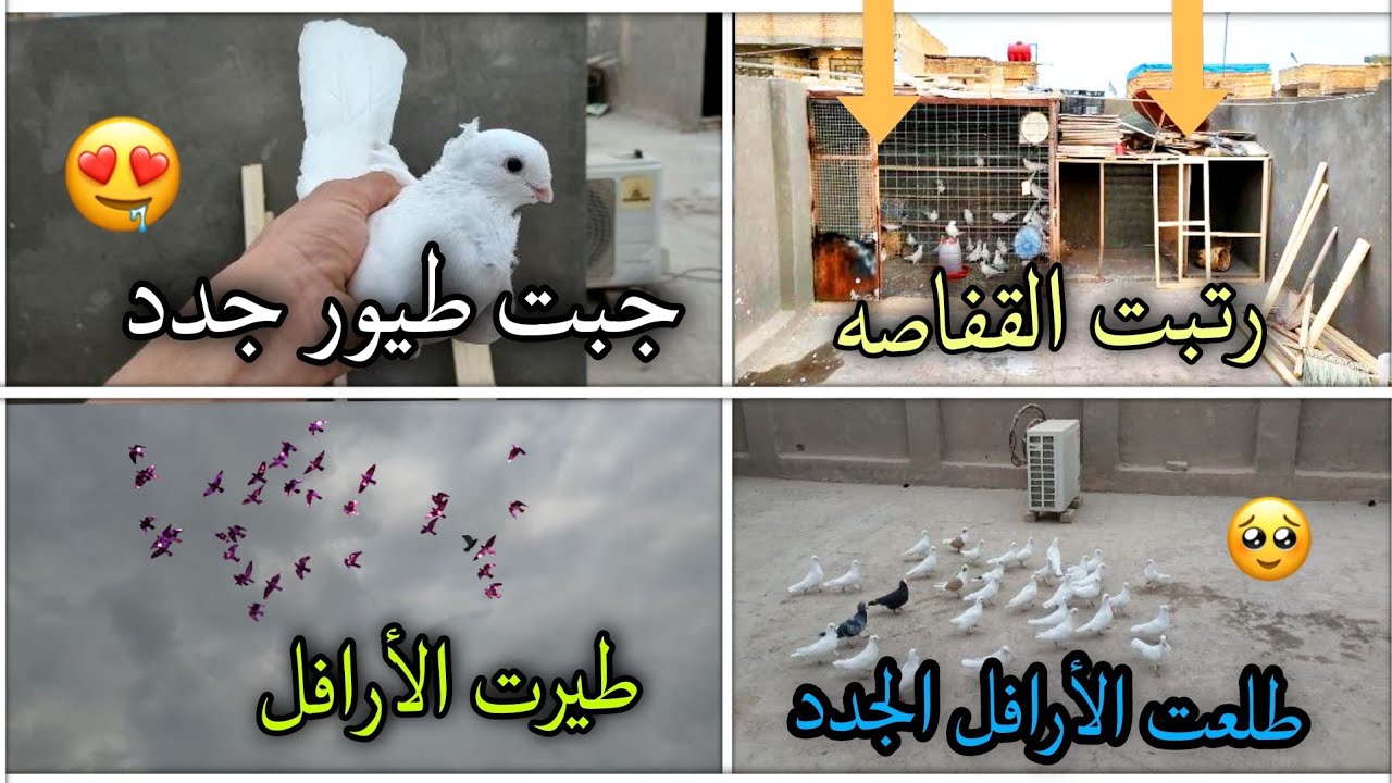 طلعت الطيور الجدد وطيرتهن🕊️🔥جبت ارافل جدد😍👍طارن الأرافل الجدد✅