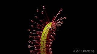 Drosera Capensis Time Lapse