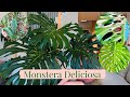 Episode 2 | Massive MONSTERA DELICIOSA on spotlight + Barrina vertical grow light.