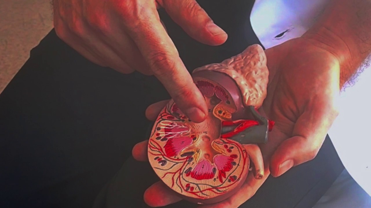 How Does A Nephrologist Check Your Kidneys How Does A Nephrologist Check Your Kidneys