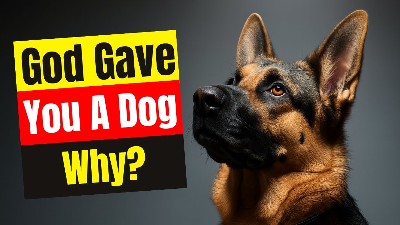 God Sent You a Dog for a Reason Here's Why YouTube
