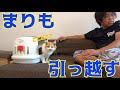 まりもも新居にお引っ越し！
