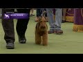 Welsh Terriers | Breed Judging 2023