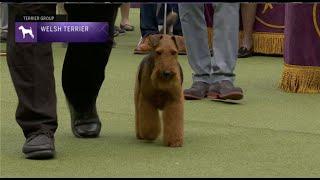 Welsh Terriers | Breed Judging 2023 by Westminster Kennel Club Dog Show 7,218 views 1 year ago 14 minutes, 20 seconds