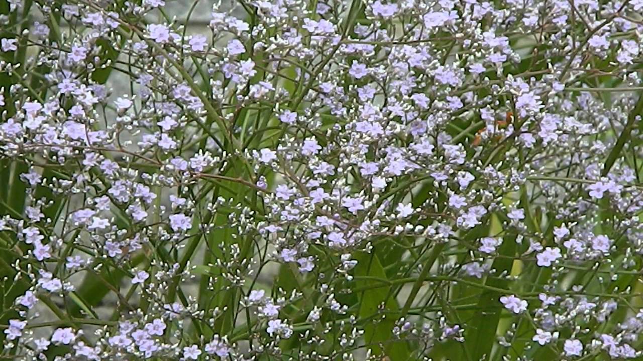 Limonium Latifolium