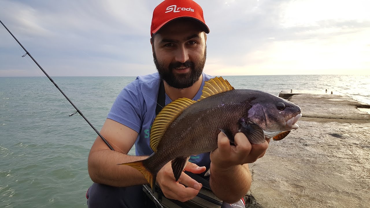 Сильная рыба 4. Горбыль рыба черное море. Черноморский морской горбыль рыба. Рыбалка на горбыля в черном море. Горбыль серебристый Черноморский.