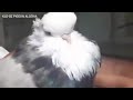 اغل انواع الحمام نجومي