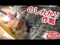 1猫用ハンモックを奪うためにのしかかり攻撃をする誠君がかわいい