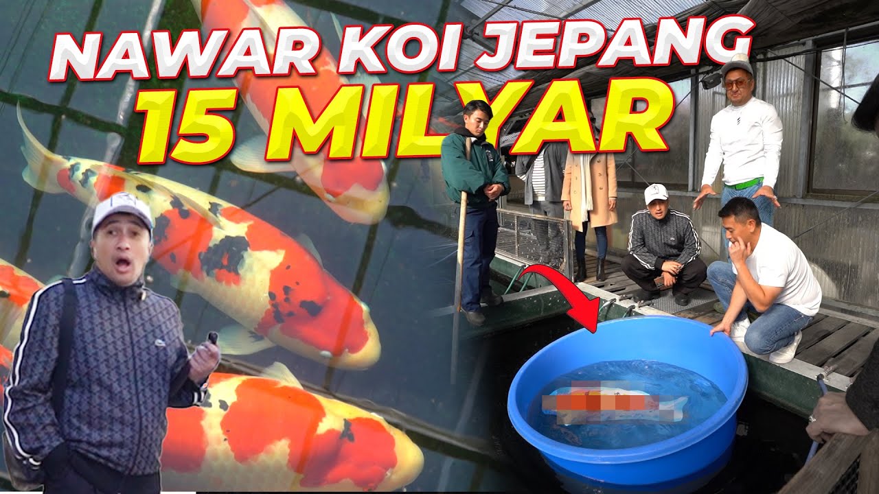 #3 JEPANG | NAWAR KOI DI FARM TERBESAR DI DUNIA.. DENGAN 26.000.000 EKOR KOI !!