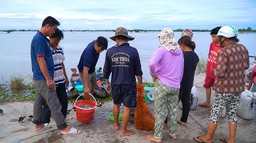 Cận Cảnh Bán Cá Linh Trên Đồng Mùa Nước Nổi | Nét Quê #354