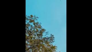 YELLOW - COLDPLAY (COVER BY CAMELIA) SPECIAL VC !!!
