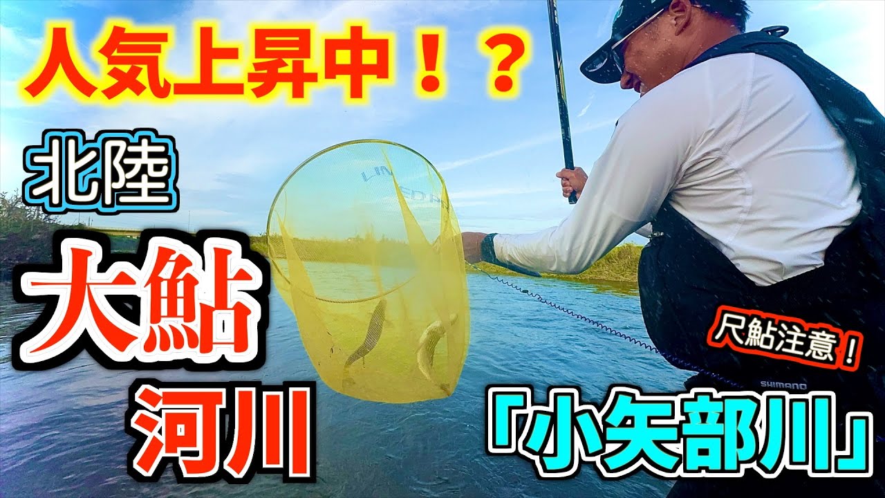 【鮎釣り2025】「某北陸河川」としてSNSで注目が集まる大鮎河川！初めての小矢部川で尺鮎を狙う！