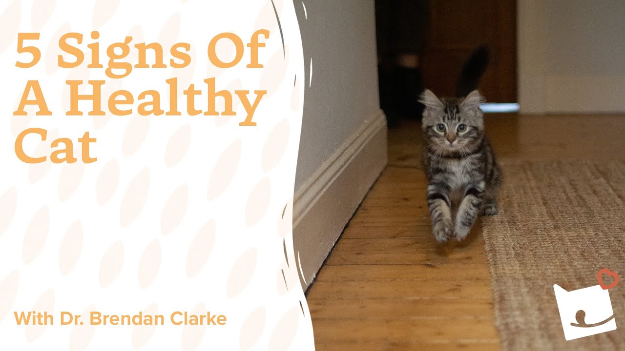 Cat Care Tips: 5 Signs Of A Healthy Cat | Bella & Duke