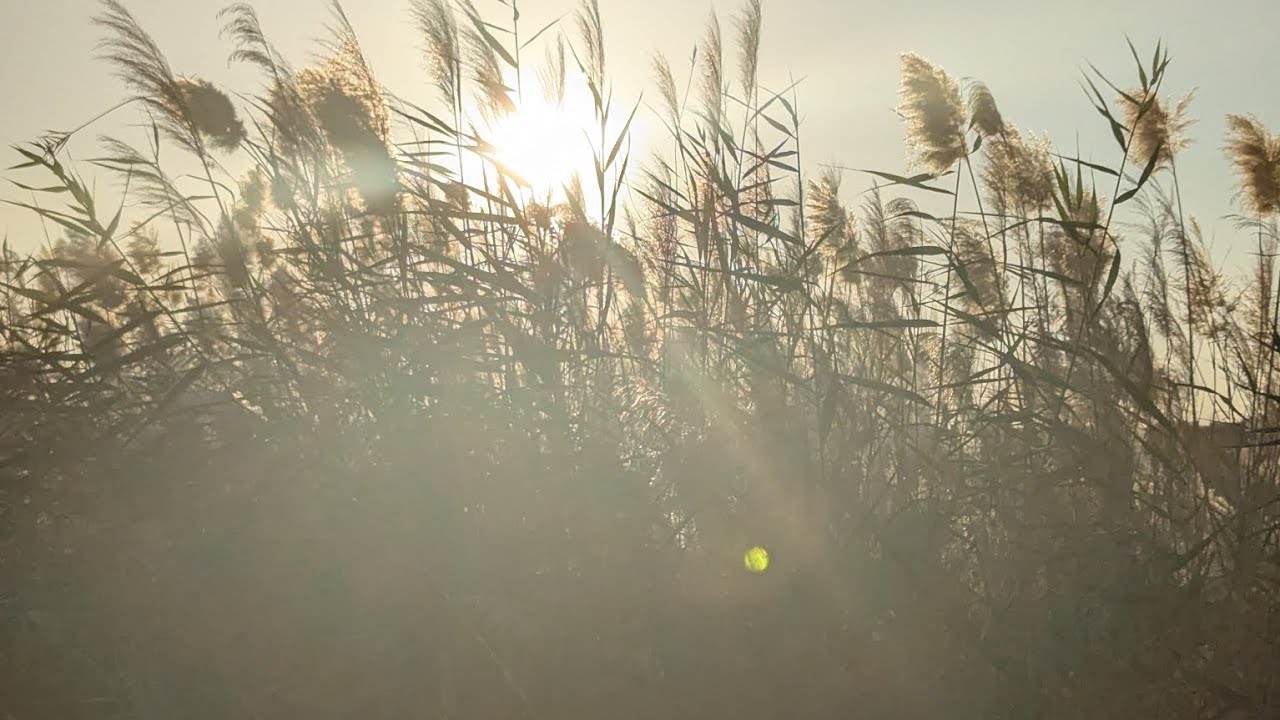 Reeds in the wind