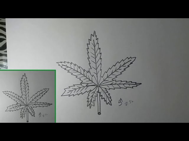 Como dibujar una hoja de MARIHUANA (Cannabis)? | how to draw a marijuana? -  thptnganamst.edu.vn