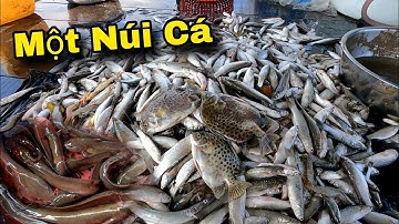 Vàm Đăng cá nằm trắng bãi bắt cả xuồng cá | GĐCG #854