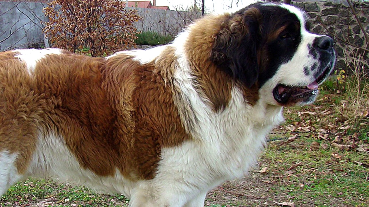 Московская Сторожевая Собака Фото Характеристика