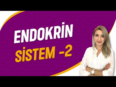 Endokrin Sistem - 2 | Seda Hoca Biyoloji ( 4. Ders ) #sedahocabiyoloji #ayt2023