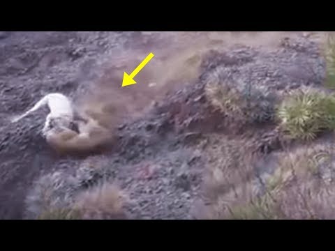 Dogo Argentino cazando Puma
