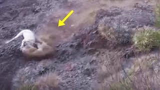 Dogo Argentino cazando Puma screenshot 3