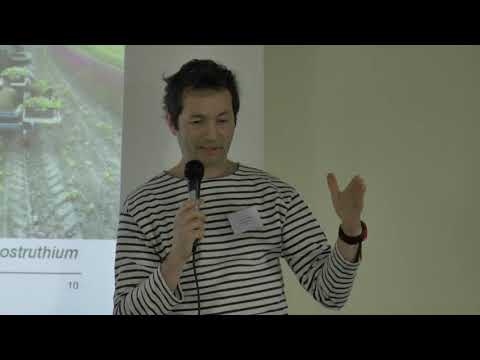 Vidéo: Informations sur les plantes alpines - Utiliser des plantes alpines dans le paysage