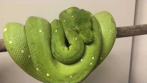 Lucy - Green Tree Python - Undocumented Biak type female