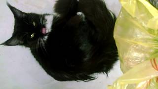 Каким мясом можно кормить большого Мейн куна. Young Sexy kitty Karina опять проверяет мясо Каким мясом можно кормить большого Мейн куна. Young Sexy kitty Karina опять проверяет мясо
