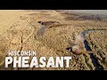 Pheasant hunting wisconsin 11423