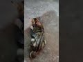 #cat #catvideos #catshorts #catlovers #kitten #pet #fyp #cutecat
