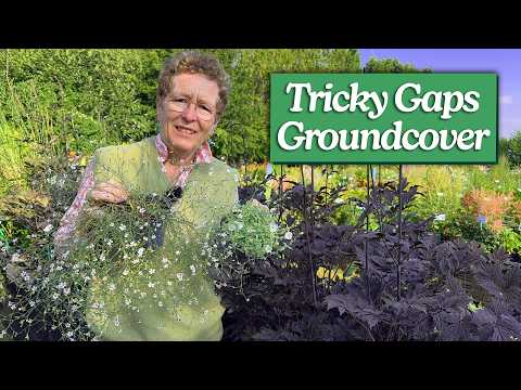 12 Ground Cover Perennials for Tricky Spots in the Garden (Dry Shade, Under Roses & More)
