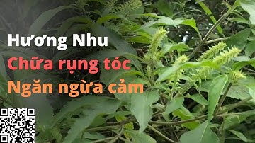 Công dụng của cây Hương Nhu Trắng Chữa rụng tóc Giải cảm lạnh