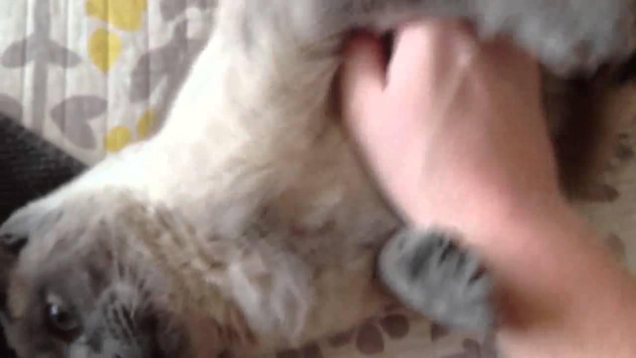 Pussy Cat Videos 39