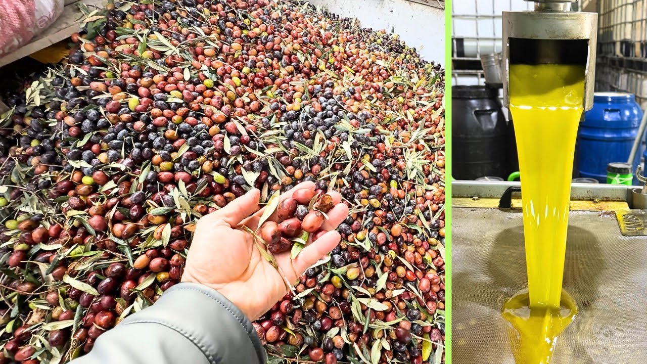 Rekor Asit Oranı - 2 Ton Zeytinden Çıkan Yağ - Zor Yer Bitti