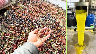 Rekor Asit Oranı - 2 Ton Zeytinden Çıkan Yağ - Zor Yer Bitti