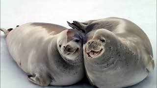 Facts: The Crabeater Seal by Deep Marine Scenes 1,577 views 1 month ago 3 minutes, 41 seconds