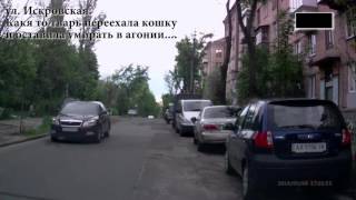 Какая-то тварь сбила кошку и оставила умирать на дороге ... Какая-то тварь сбила кошку и оставила умирать на дороге ...