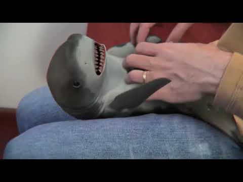 Vídeo: Os Três Melhores Tubarões De Estimação