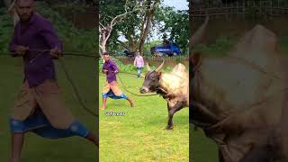 bul fight.....⚜️❤️‍🔥 #foryou #cow #reels #bull #bullfarm #animals