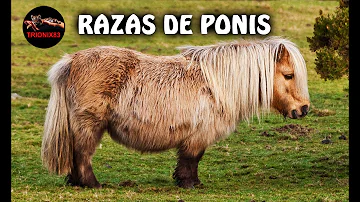 ¿Cuánto mide el poni más pequeño del mundo?