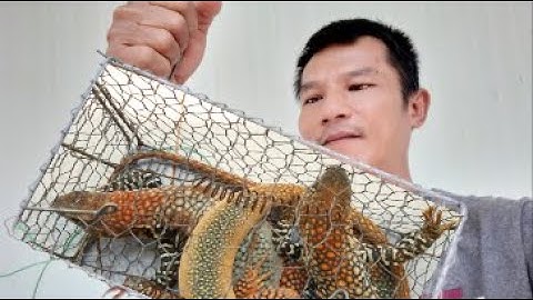 Bẫy Bắt Con Dong Rất Đơn Giản & Cái Kết The Dong Trap is Very Simple & The End