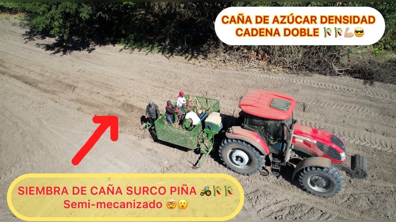 SIEMBRA DE CAÑA DE AZÚCAR 🚜🎋. SEMBRADORA SURCO PIÑA semi-mecanizada 🤯 ...
