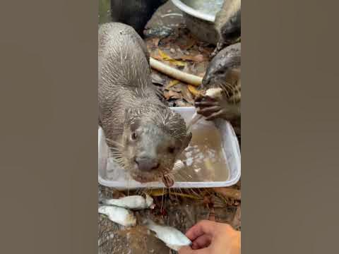 Are Otters Dangerous To Humans, Pets or Property? - YouTube